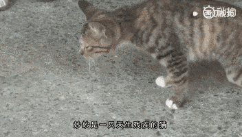 狗狗守护残疾猫咪不离不弃,这样子真的像极了爱情
