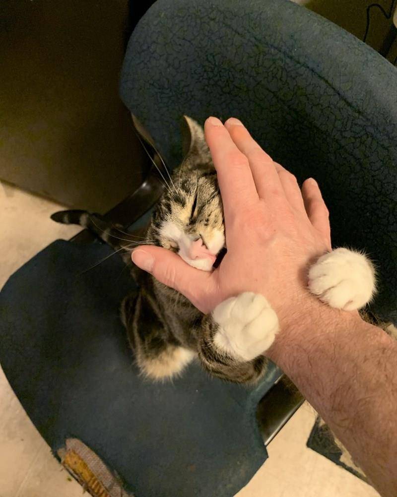 被可爱的猫咪伤到哦,虽然他们软萌可爱,但也是有着锋利的爪子和牙齿的