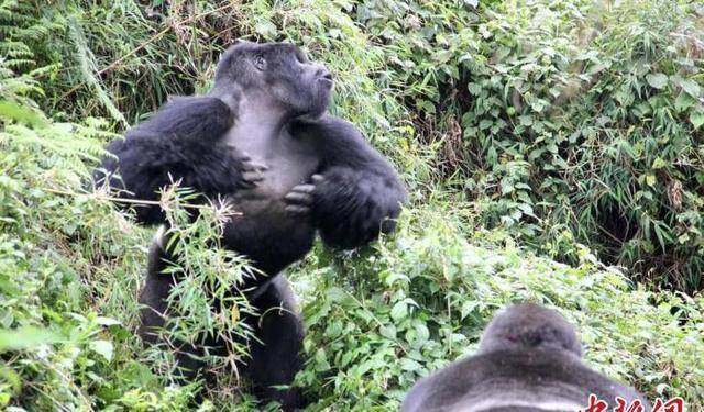 国际最新研究山地大猩猩捶击胸口或交流自身相关信息