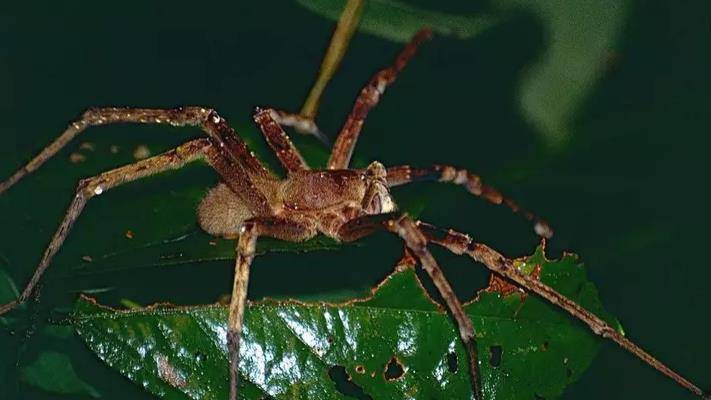 原创世界上最毒蜘蛛有多可怕?男性被咬后,还会引发"生理反应"