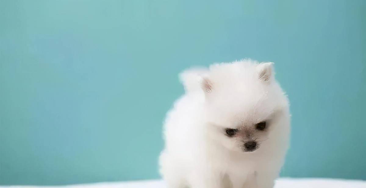 原创十大适合家养的小型犬