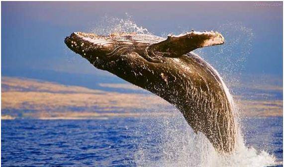 座头鲸以其跃出水面姿势,超长的前翅与复杂的叫声而闻名.
