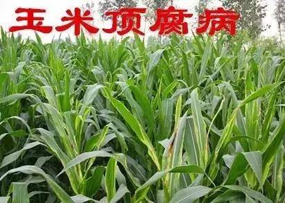 7~8月玉米顶腐病高发期,不会防治减产40%!