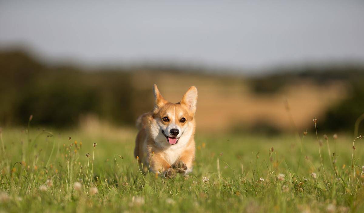 阳光明媚的夏日 彭布罗克威尔士柯基犬图片狗 责任编辑