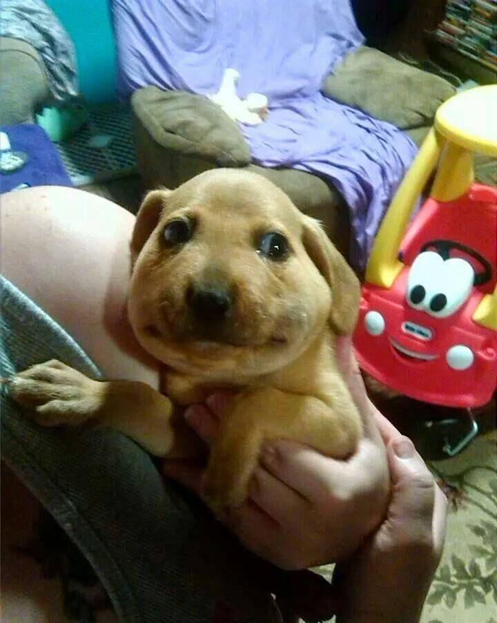 狗狗脸肿成猪头还在笑