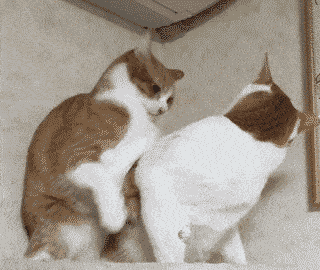 奶猫长达后变丑竟然有科学依据?它们的颜值都去哪儿了