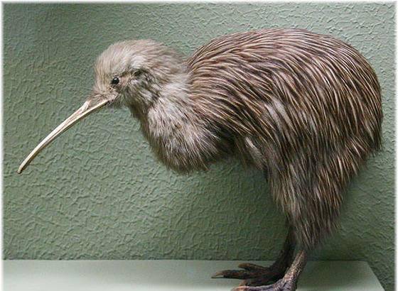 现今唯一没有翅膀的鸟, 被新西兰封为国鸟, 鼻孔能探测地下生物!
