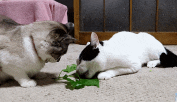 让猫咪为之疯狂的木天蓼, 和猫草可是不一样的东西哟