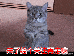 挑选猫咪时请你牢记这5点不然会被坑