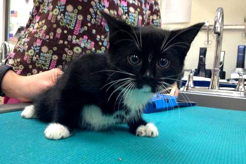 收养的奶牛猫几个月后咋就变样了呢?