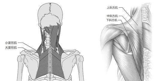 上背部的肌肉主要是菱形肌和斜方肌.