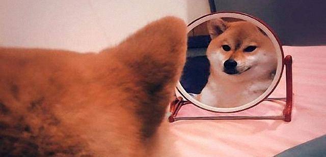 柴犬:今天又被自己帅醒了,这只柴犬每天要照镜子半个小时