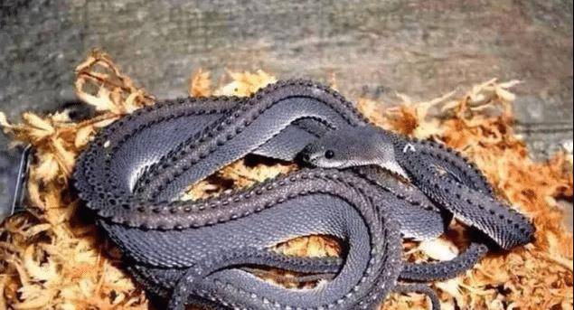 世界上最稀有的六种蛇, 第二种价值500万人民币, 贝爷