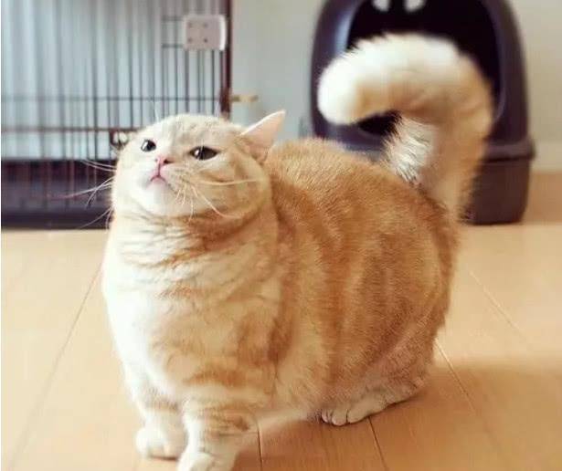 这是一只"胖出境界"的橘猫,网友:肚皮都能贴到地板上啦!_减肥