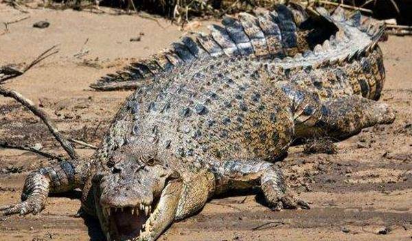 因此又名食人鳄,位于湿地食物链的最高层次,为现代23种鳄鱼品种中最大