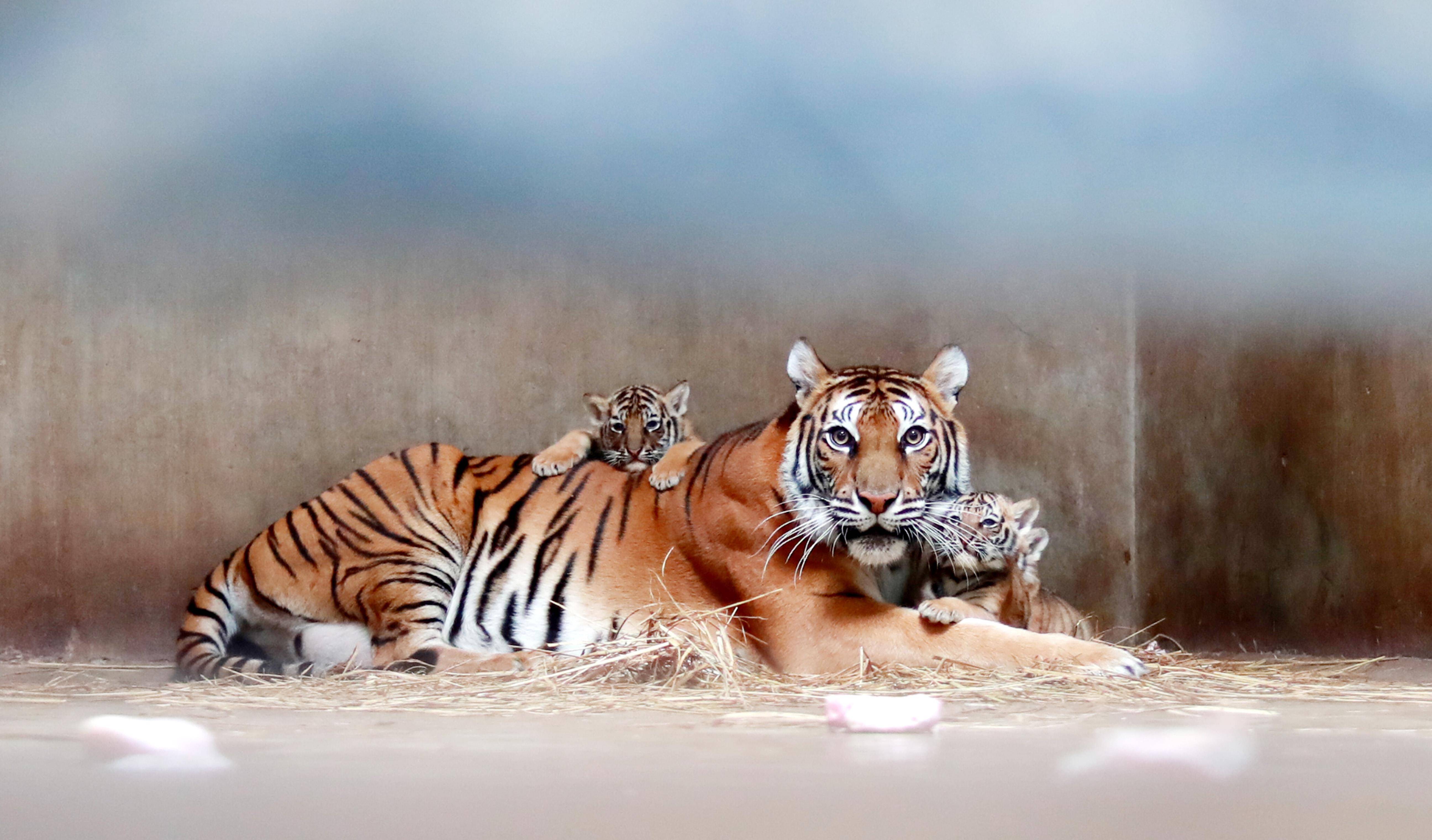 "我们满月啦"上海动物园小老虎四胞胎组团卖萌