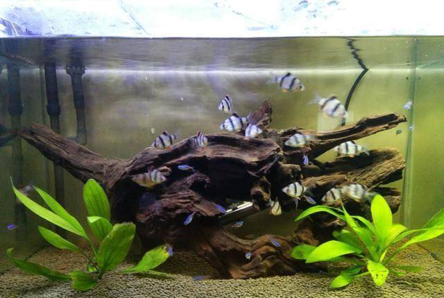 原创虎皮鱼和红绿灯混养,就一定会发生问题吗?