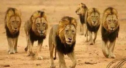 揭秘南非最传奇狮群"坏男孩联盟"