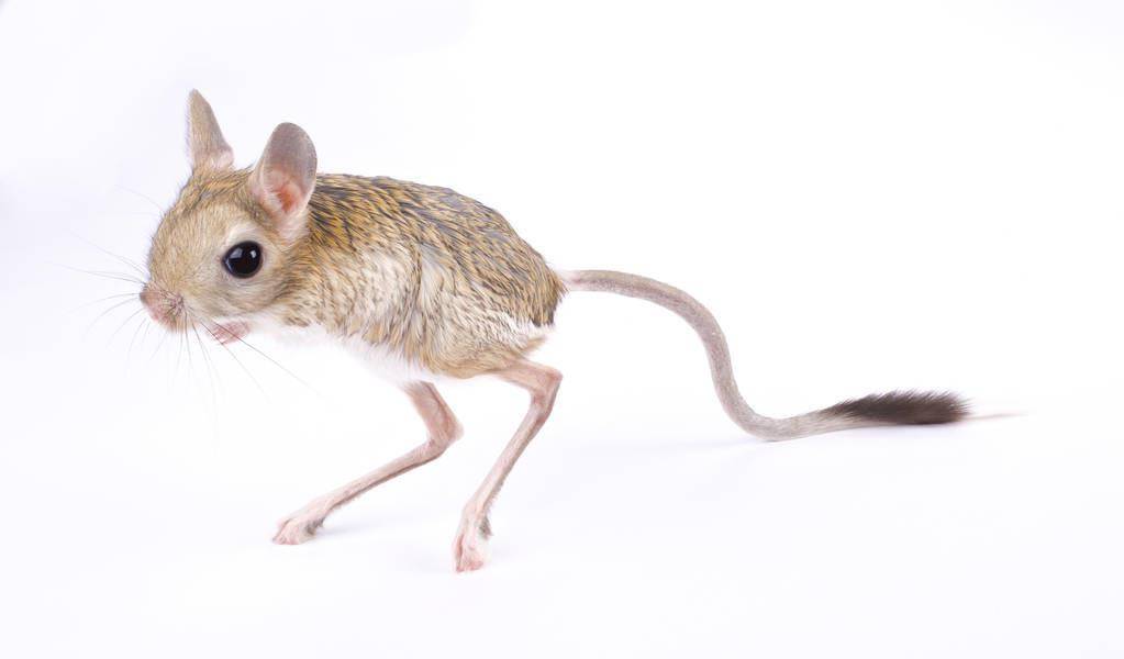 跳鼠:颜值即正义,鼠中大长腿