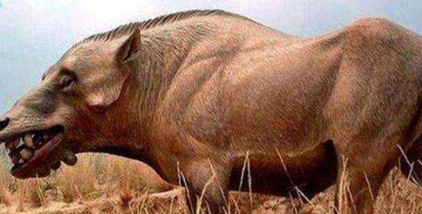 原创这是世界上最大的猪,体型跟奶牛有的一拼,战斗力堪比恐龙
