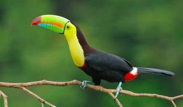 彩虹巨嘴鸟 彩虹巨嘴鸟,又名厚嘴巨嘴鸟,居住在南美洲,是一种色彩鲜艳