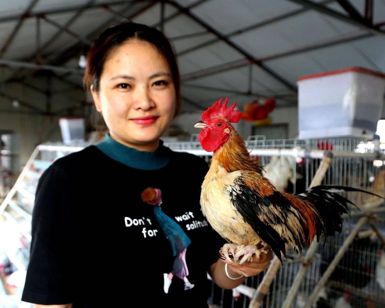 原创这位大学女生返乡创业培育销售中国观赏鸡生意还不错事业有前途