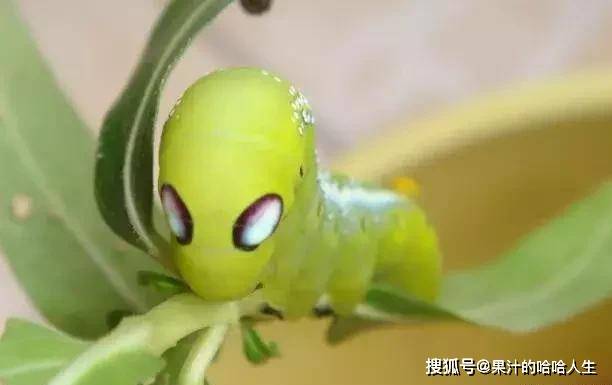 最具网红相的毛毛虫,似多种漫威英雄人物,钢铁侠蜘蛛侠死侍等