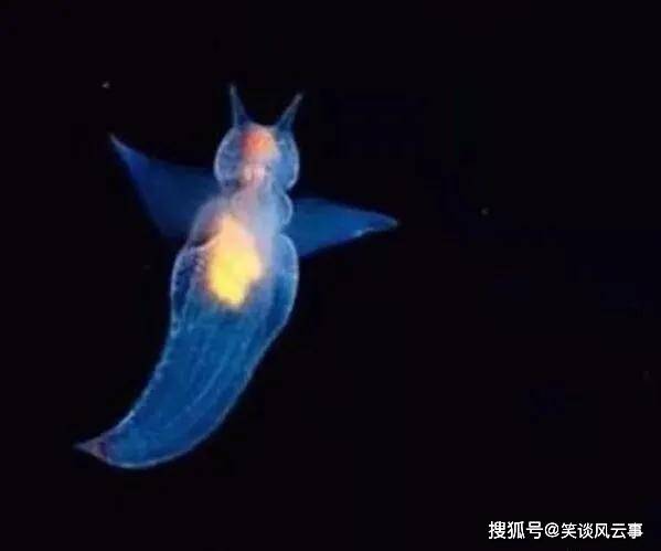 冰海天使裸海蝶是一种浮游软体动物,学名是clione limac