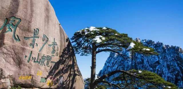 黄山标志性景观,迎客松是一棵