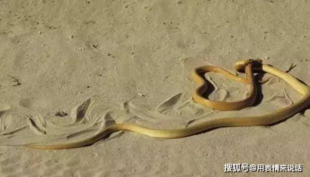 沙漠黄金蛇吞食黄金蛇,从来都是大蛇吞小蛇_金色