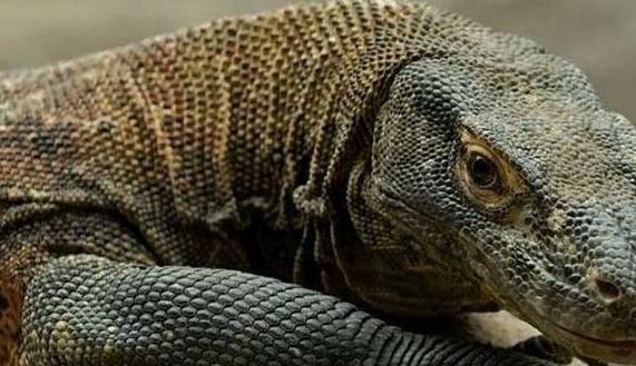 原创世界上最大的蜥蜴,遇到它,剧毒无比的眼镜蛇也只能成为盘中餐!