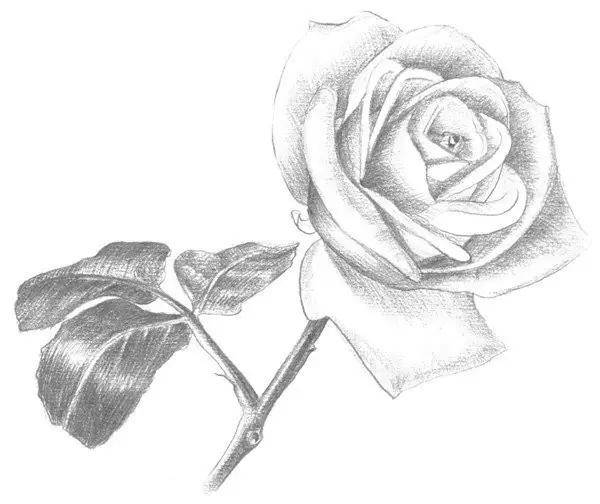 同年美术 | 神奇的素描!用铅笔画一枝白玫瑰