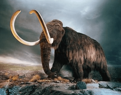 西伯利亚巨象的传说:猛犸象到底如何灭绝的?_大象