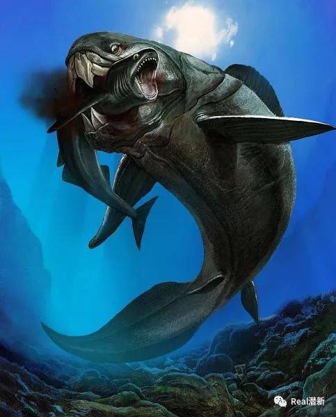 鲨鱼进化之悲歌:被其他霸主欺负亿万年的感觉,人类不会懂的!