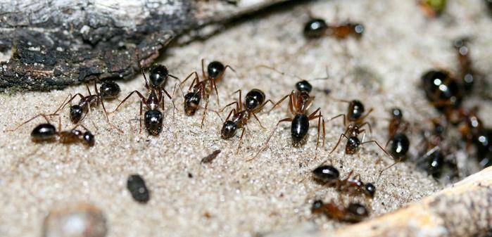 科学揭秘:尿液为何成为澳洲糖蚁的"盛宴?_蚂蚁