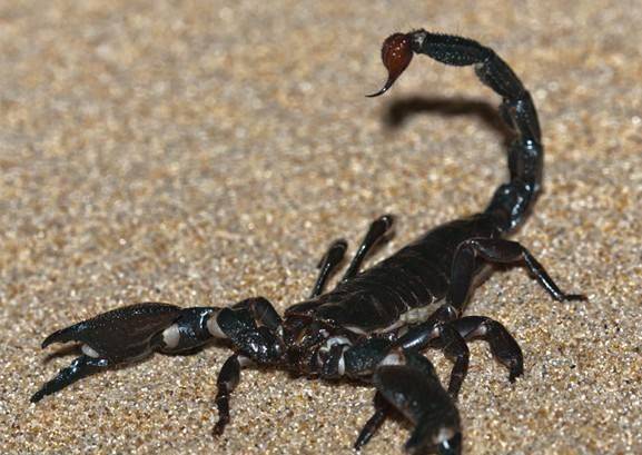 蝎子已经存在三千万年,因它有一个"特"性,让捕捉变得很容易