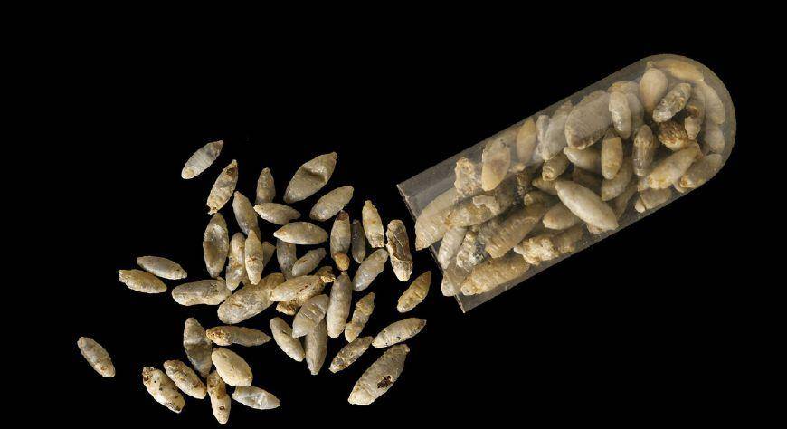 原创古代异形黄蜂劫持了苍蝇蛹吃掉了里面的苍蝇