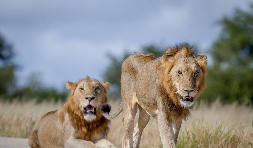 原创野生非洲雄狮的生存挑战大到超乎想象
