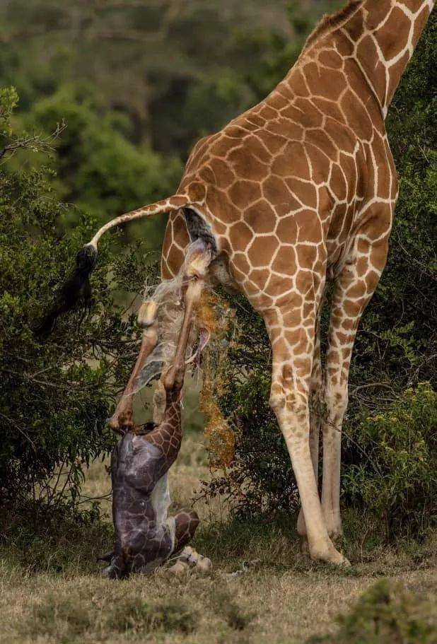 原创难得一见,摄影师用相机拍下南非长颈鹿生育全过程