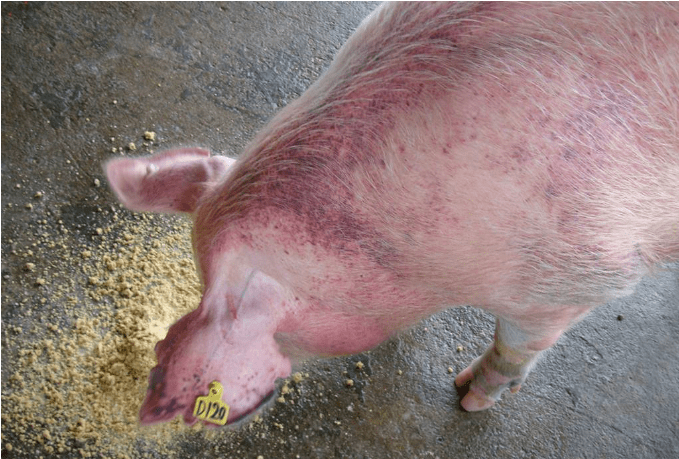 原创猪身上发红不吃食怎么回事?猪皮肤发红不吃食怎么办?注意这些病