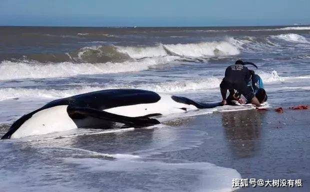 七头虎鲸在阿根廷海滩搁浅,众人合力救助,成功让六头重返海洋