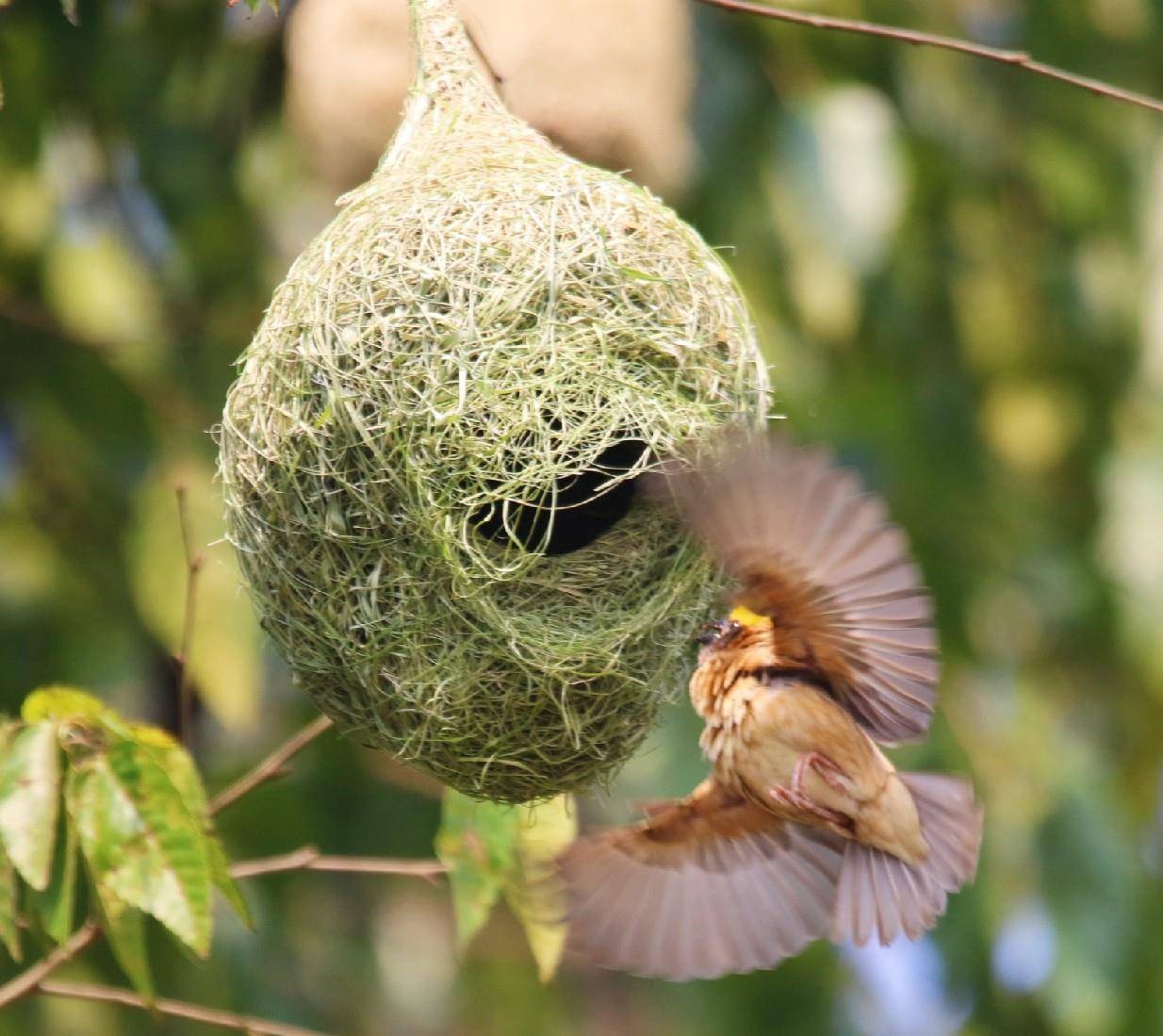 黄胸织布鸟扎堆筑巢 近百个鸟巢筑在一起甚为壮观