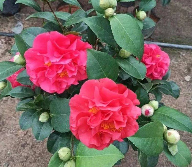 其他茶花让让道,"茶花女王"来袭,花瓣大如盘,太美了