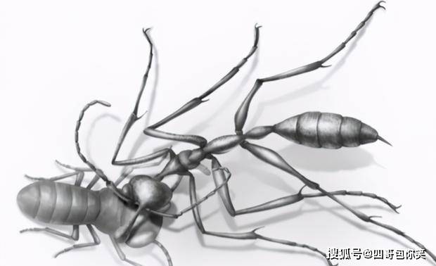 科学家发现"史前蚂蚁",被困了9900万年,咬食猎物被定格至今