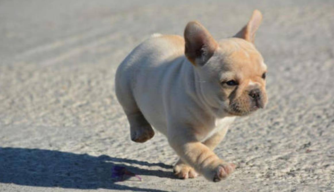 吉娃娃对战斗牛犬,以为结局毫无悬念,结果吉娃娃更凶