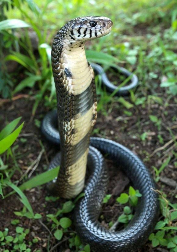 世界最大眼镜蛇——森林眼镜蛇,高清图欣赏