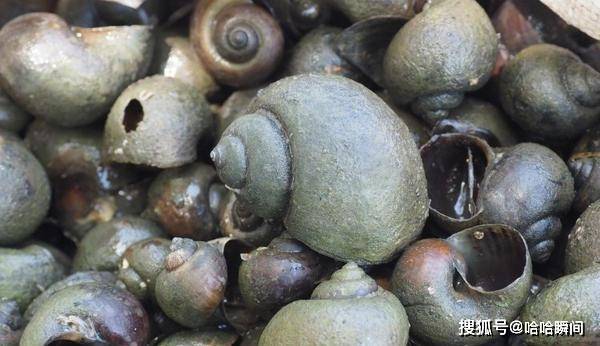 福寿螺入侵全球,方寸之体6000寄生虫,在中国也差点吃出人命_物种