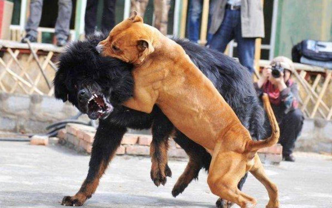 原创美国比特犬大战中国藏獒,拼尽全力殊死搏斗,结果场面一度失控!