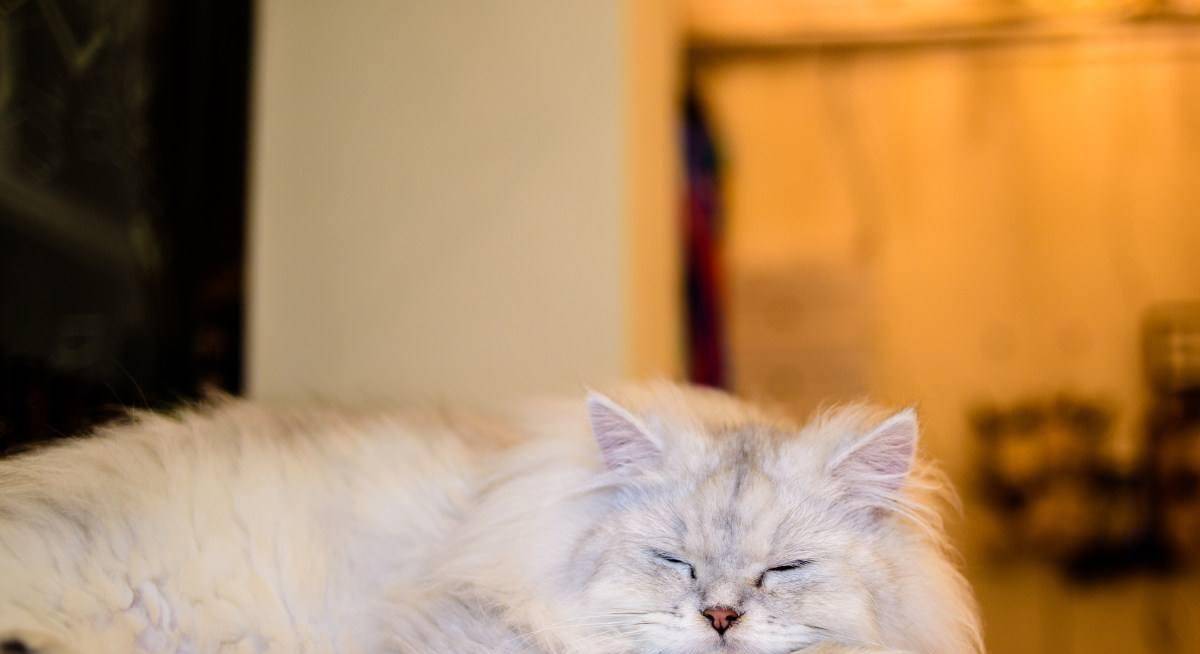 金吉拉猫的介绍