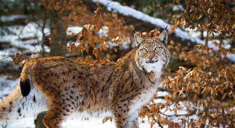 猞猁能打赢狼吗?在白俄罗斯一森林里,欧亚猞猁大杀四方